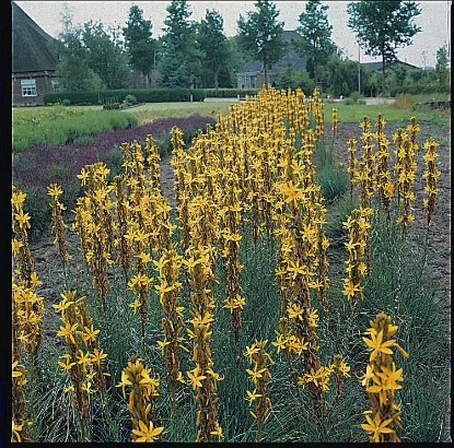 Picture of Asphodeline - Yellow Candle